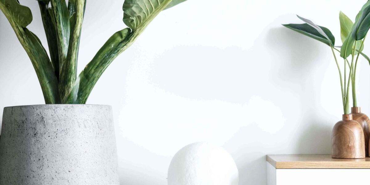 Interior Design - House Plants