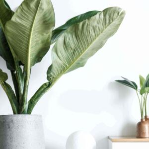 Interior Design - House Plants