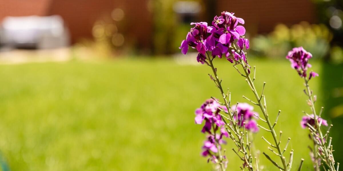 Top five gardening tips this summer