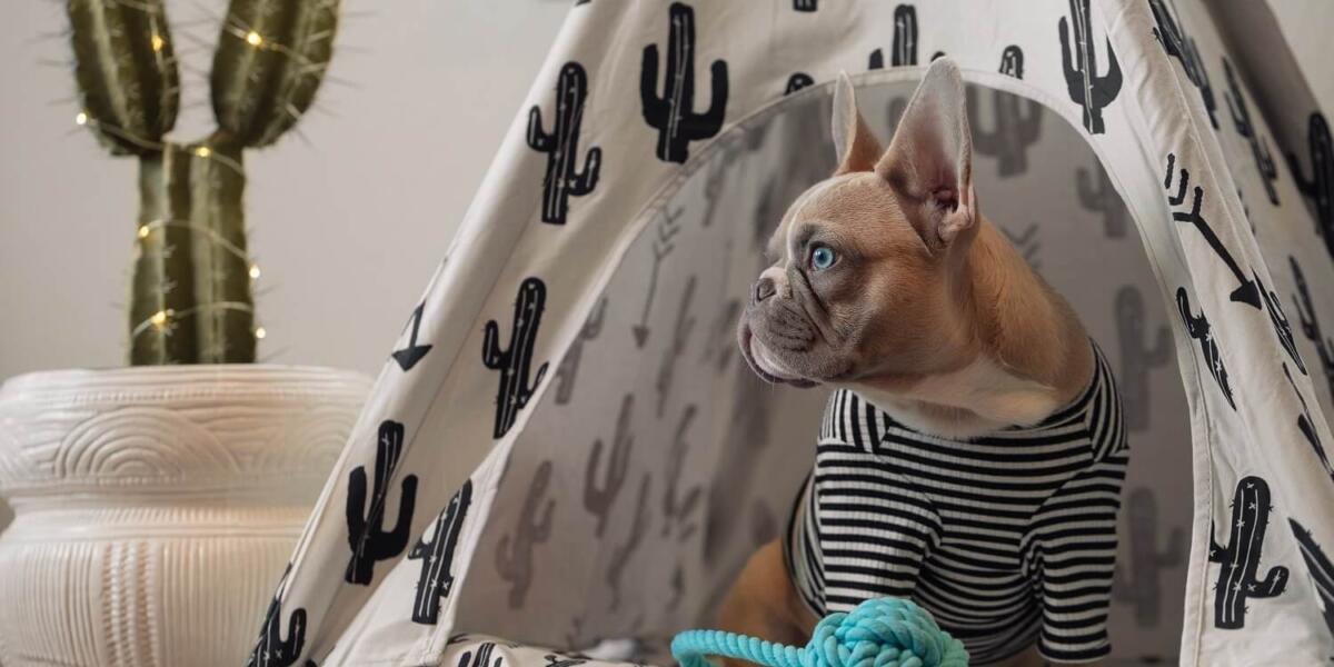 Barkitecture: the pet-inspired design trend