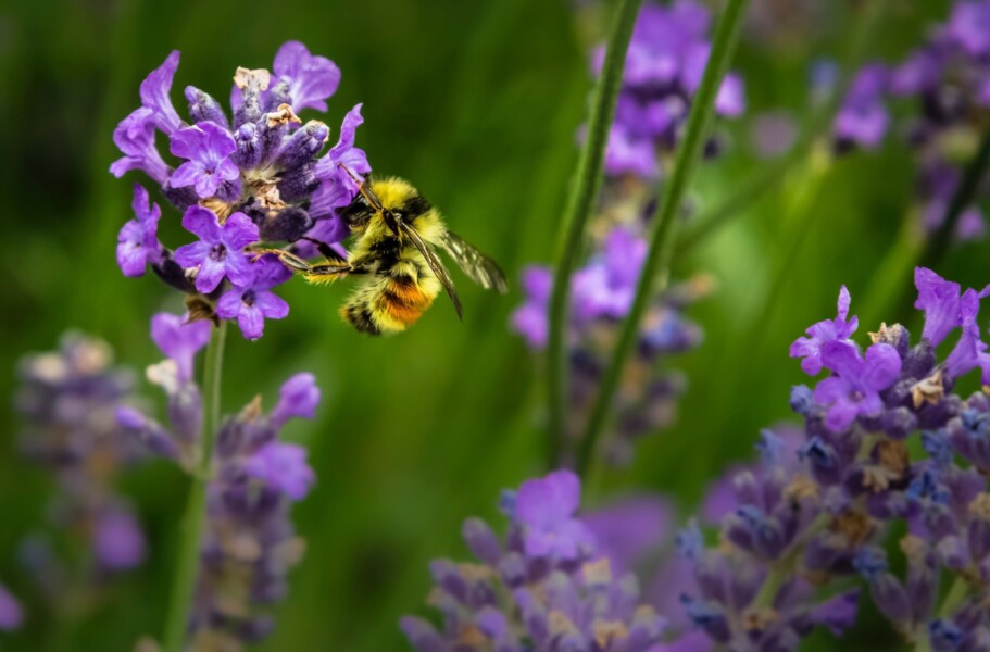 Garden bees