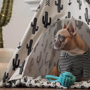 Barkitecture: the pet-inspired design trend