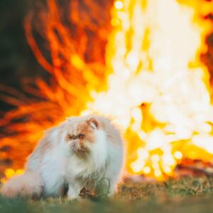 Hero image bonfire pets