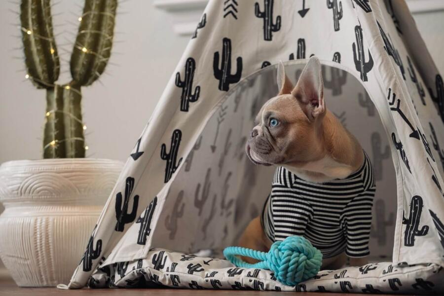 Barkitecture: the pet-inspired design trend