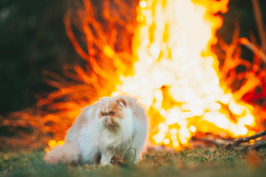 Hero image bonfire pets